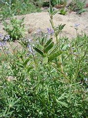 lupinus bicolor